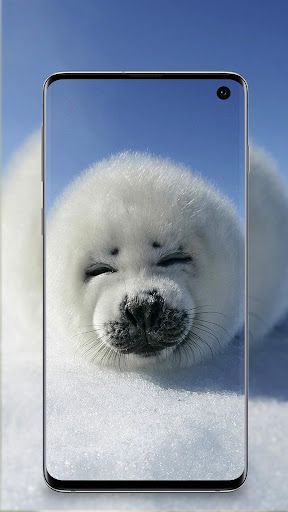cute animals wallpaper Screen 3