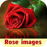 rose images icon