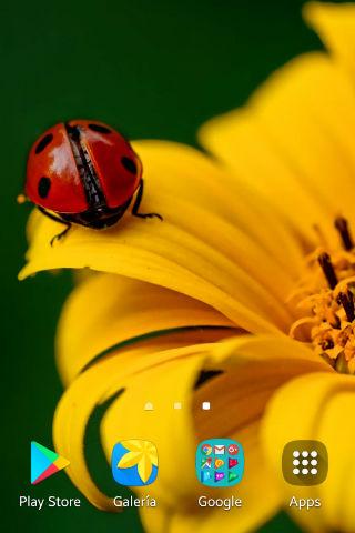 Ladybug Wallpapers