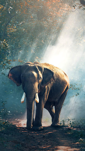Android application african elephant wallpaper screenshort