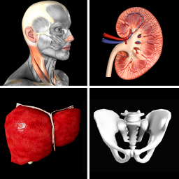 「Anatomy Quiz Pro」のアイコン画像