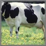 Dairy Farm Wallpaper icon