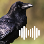 Cover Image of Descargar Crow hunting calls  APK