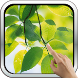 Green Leaves HD Wallpaper icon