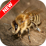Bee Wallpapers icon