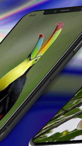 Toucan Wallpaper 4K Screen 2