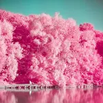 Cover Image of Download Analog Film Pink Camera-Palett  APK