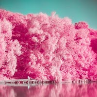 Analog Fim Pink Camera-Палитра,Фоторедактор,Париж