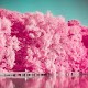 Analog Film Pink Camera-Palette,Photo editor,Paris Изтегляне на Windows