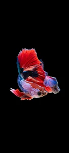 fish wallpaper خلفيات اسماك HD