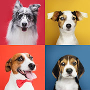 Top 31 Trivia Apps Like Dog Breeds Quiz - Dog Breed Tests - Best Alternatives