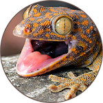 Cover Image of Download Gecko (Animal) Sounds 2.2 APK