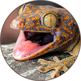 Gecko (Animal) Sounds icon