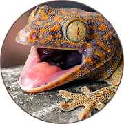 Gecko (Animal) Sounds