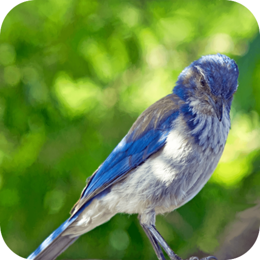 Relax & Sleep with Bird Sounds  Icon