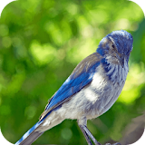 Relax & Sleep with Bird Sounds icon