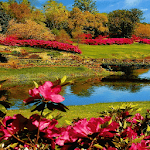 Cover Image of Télécharger Red Flowers Park LWP  APK