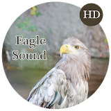Eagle Sounds and Ringtone icon