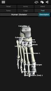 Osseous System in 3D (Anatomy) 3.5.4 버그판 5
