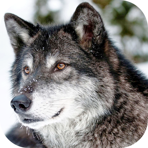 The Wild Wolf Simulator 2022 Download on Windows