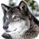 Descargar simulador de lobo salvaje 2022