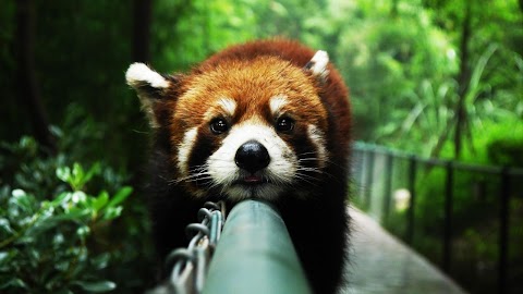 Red Panda. Animals Wallpaperのおすすめ画像5