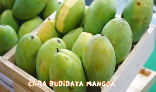 Cara Budidaya Mangga