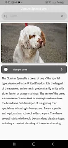 Clamper Spaniel dogs