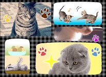 screenshot of Cats Playing Card Games
