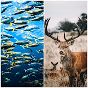 Top 40 Entertainment Apps Like Hunting and sport fishing - Best Alternatives