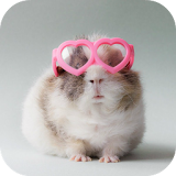 GUINEA PIG Wallpapers v1 icon