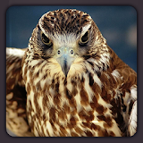 Hawk Bird of Prey HD Wallpaper icon