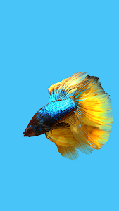 Betta Fish 3D Lite Unknown