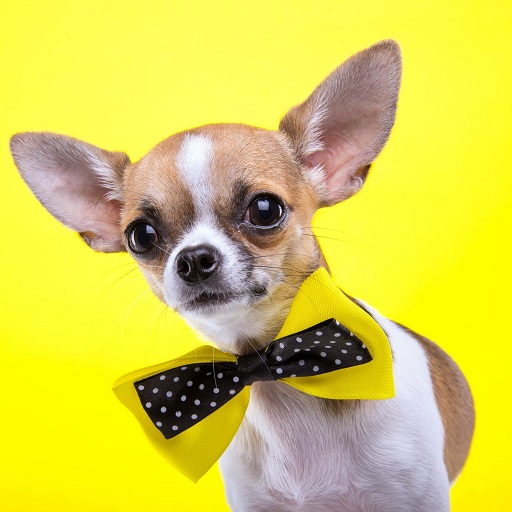 Chihuahua Dog Wallpapers Download on Windows