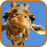 Giraffe HD. Live Wallpaper icon