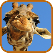 Giraffe HD. Live Wallpaper  Icon