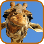 Giraffe HD. Live Wallpaper Apk