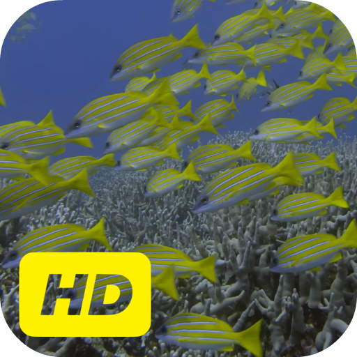Amazing Sea Life Video Live Wa