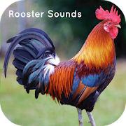 Rooster Sounds - Sleep & Relax
