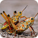 Cover Image of ダウンロード Crickets Sounds 1.6 APK