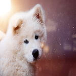 Cover Image of Herunterladen Cute Puppies And Doggy Wallpapers Free 2020 1.2.3 APK
