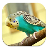 Melopsittacus sounds icon