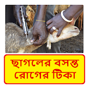 ছাগলের বসন্ত রোগের টিকা ~ Goat Spring Vaccine