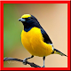 Masteran Kicau Burung Download on Windows
