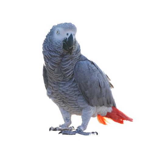 Teaching Casco Parrot to Speak