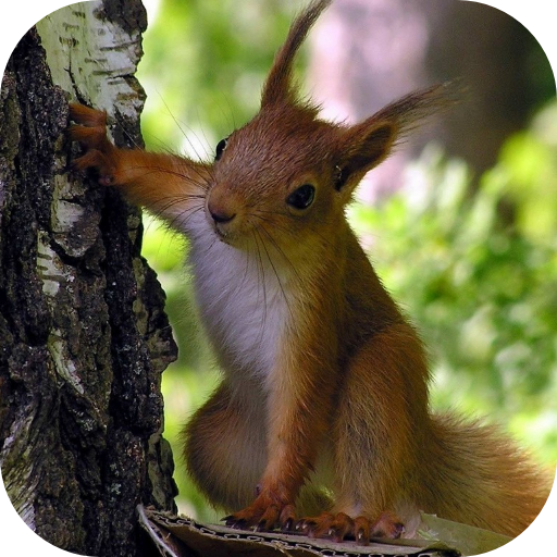 Squirrel Live Wallpaper logo