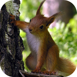 Icon image Squirrel Live Wallpaper