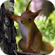 Squirrel Live Wallpaper - Androidアプリ