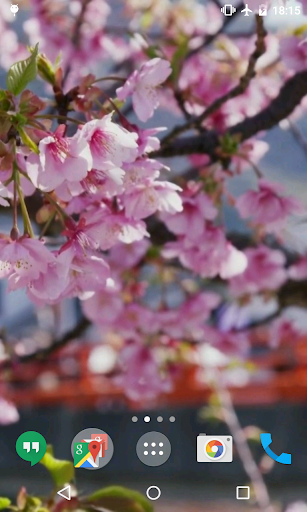 Android application Cherry Blossom Video Wallpaper screenshort