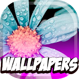 wallpapers flowers hd icon